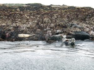 1153976_seals_at_holley_island_northumberland