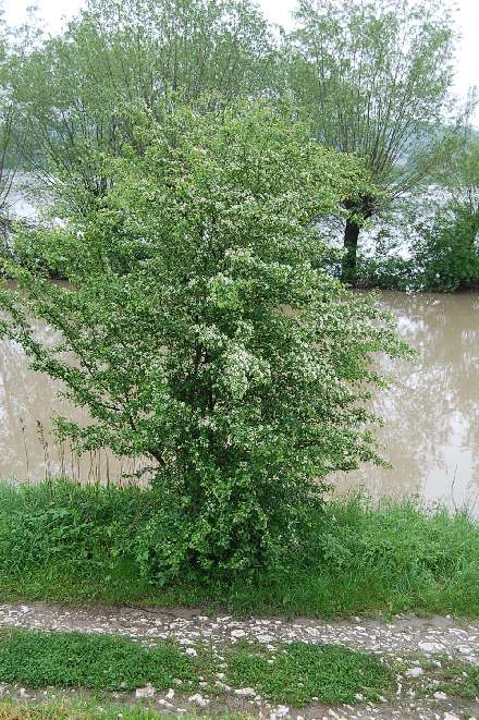 PowódĹş 2010 info Państwowa Inspekcję Sanitarną stan na 18 maja br. godz. 8.30