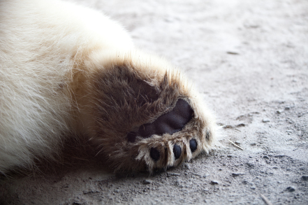 polar bear paw