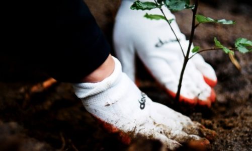 Kolejny młody las zasadzony – jak fryzjerzy Davines dbają o planetę