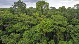 Grupa Kingfisher zostaje członkiem-założycielem inicjatywy „Forest Allies"