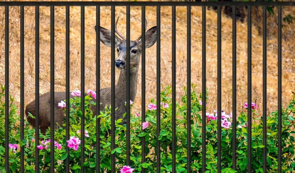 fot.-Plast-Met_Systemy_Ogrodzeniowe_2 Ogrodzenie a dzikie zwierzęta